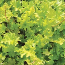 Heuchera 'Lime Marmalade' -Cheap Sprout Bower Store PB0190 3