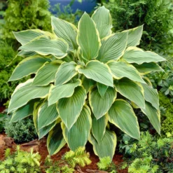 Hosta 'Yellow River'