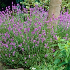 Lavender 'Hidcote Improved'