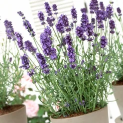 Lavender 'Hidcote Improved' 8 Lavender 'Hidcote Improved' -Cheap Sprout Bower Store PB0206 3