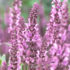 Salvia 'Fashionista Pretty In Pink'