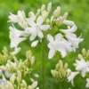 Agapanthus 'Ever White'