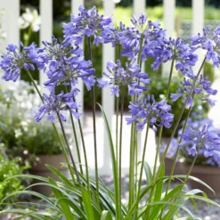Stately Agapanthus Collection 9 Stately Agapanthus Collection -Cheap Sprout Bower Store PB0322 1 d489e9ce f2ce 4ad0 8fd2 48e0025b2d0d scaled