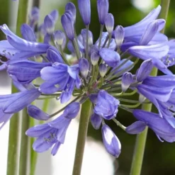Agapanthus 'Ever Sapphire' -Cheap Sprout Bower Store PB0322 2