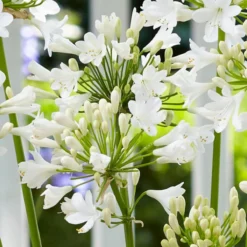 Agapanthus 'Ever White' 7 Agapanthus 'Ever White' -Cheap Sprout Bower Store PB0323 1