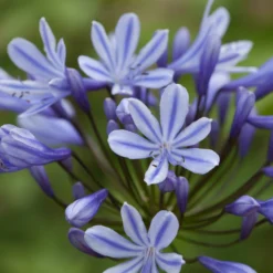 Agapanthus 'Sweet Surprise'