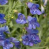 Penstemon 'Electric Blue'