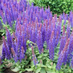 Salvia 'Blue Hill' 5 Salvia 'Blue Hill' -Cheap Sprout Bower Store PB0413 3