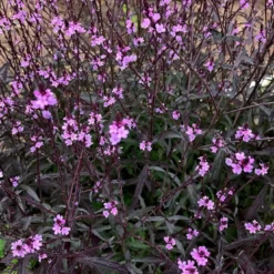 Verbena 'Bampton'