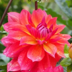 Dahlia 'Firepot'