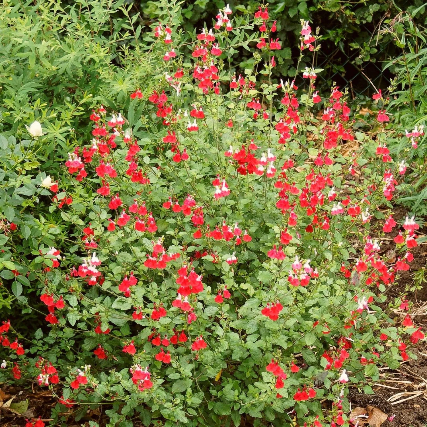 Salvia 'Hot Lips' 2 Salvia 'Hot Lips' - Image 2