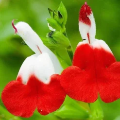 Salvia 'Hot Lips' 9 Salvia 'Hot Lips' -Cheap Sprout Bower Store PB0432 4