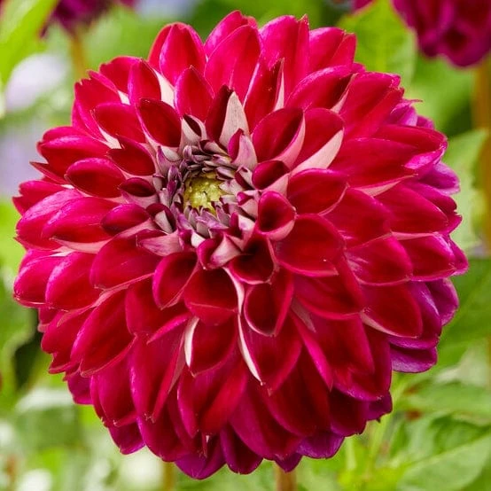 Dahlia 'Embassy' 1 Dahlia 'Embassy'