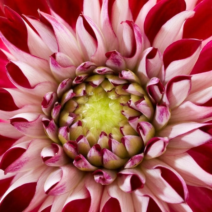 Dahlia 'Embassy' 3 Dahlia 'Embassy' - Image 3