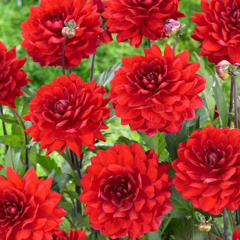 Dahlia 'Karma Amora' 2 Dahlia 'Karma Amora' - Image 2