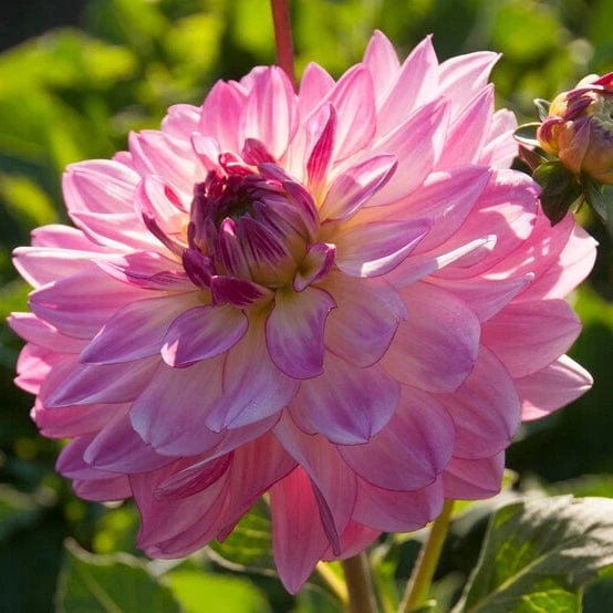 Dahlia 'Sincerity Rose Bicolour' 1 Dahlia 'Sincerity Rose Bicolour'