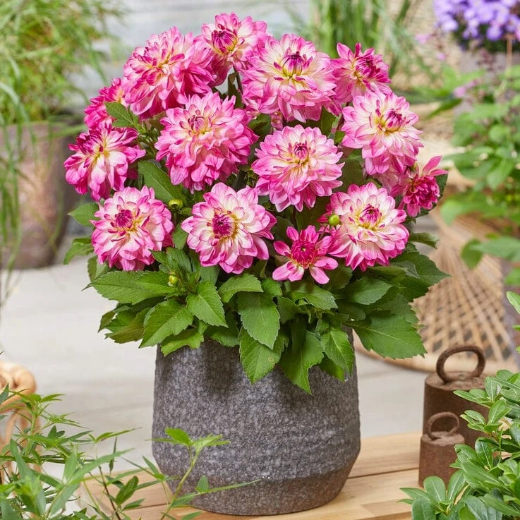 Dahlia 'Sincerity Rose Bicolour' 3 Dahlia 'Sincerity Rose Bicolour' - Image 3