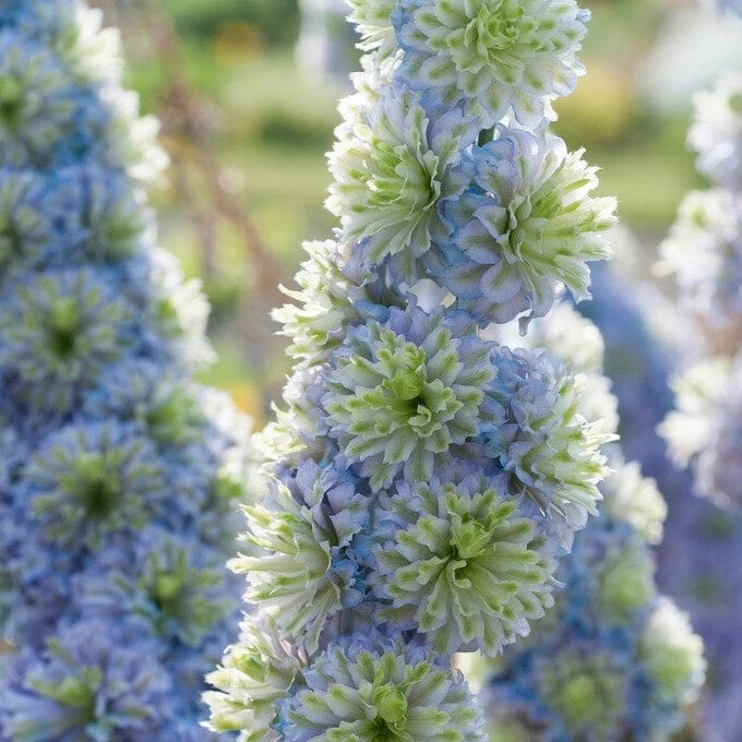Delphinium 'Highlander Crystal Delight' 2 Delphinium 'Highlander Crystal Delight' - Image 2