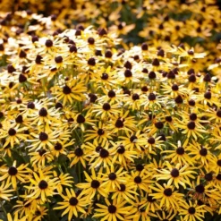 Rudbeckia 'Little Gold Star' 9 Rudbeckia 'Little Gold Star' -Cheap Sprout Bower Store PB0630 5 cce8724b 55eb 4373 976b 6c7d434870a4