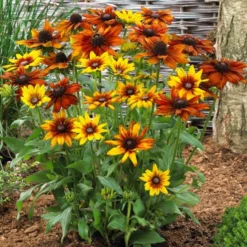 Rudbeckia 'Summerina Orange'