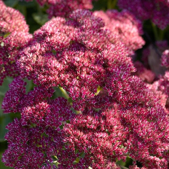Sedum 'Rose Carpet' 1 Sedum 'Rose Carpet'