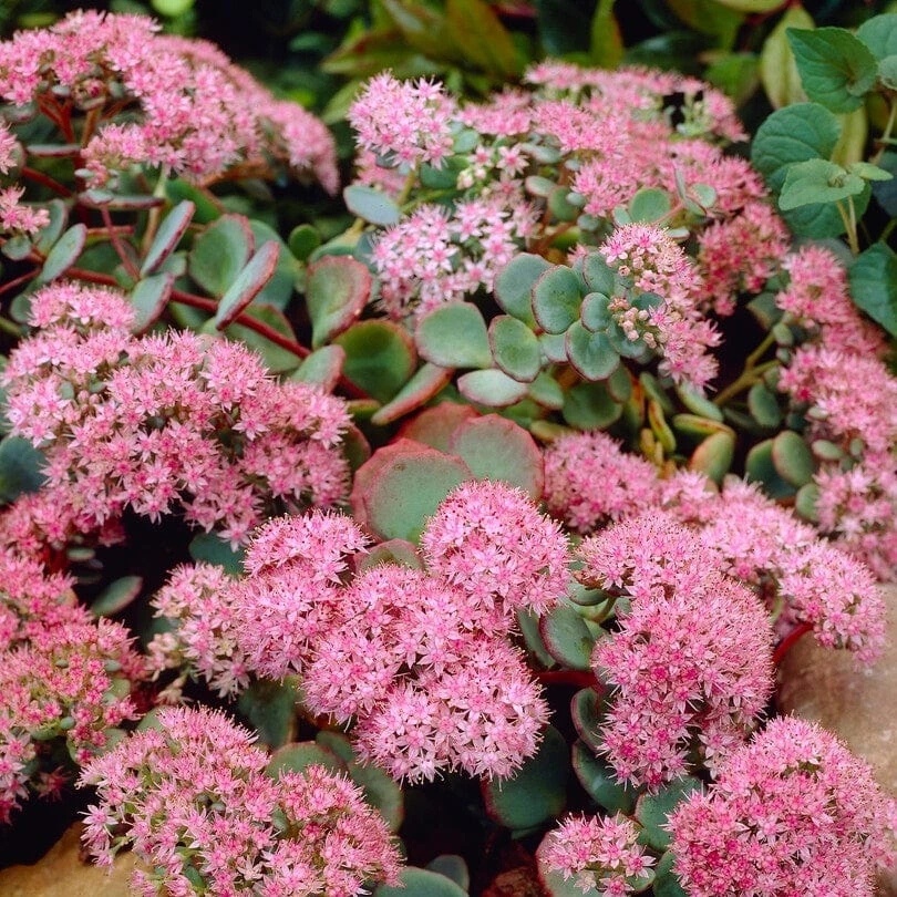 Sedum 'Rose Carpet' 2 Sedum 'Rose Carpet' - Image 2