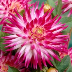 Dahlia 'Dutch Explosion'