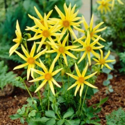 Dahlia 'Honka Yellow' 5 Dahlia 'Honka Yellow' -Cheap Sprout Bower Store PB1940 2