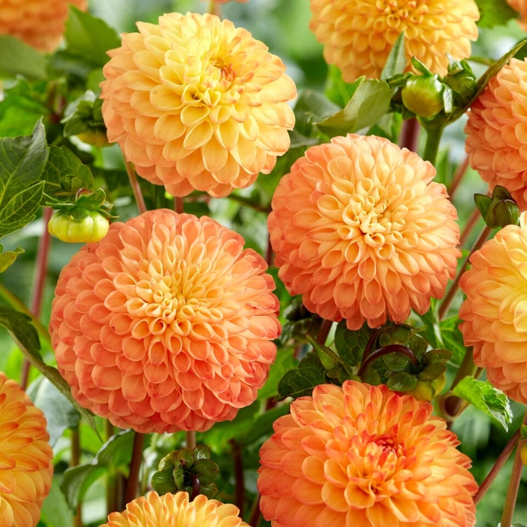 Dahlia 'Souvenir D'Ete' 1 Dahlia 'Souvenir D'Ete'