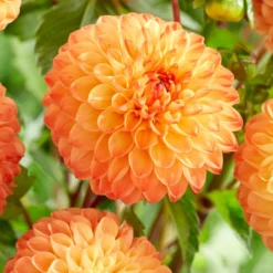 Dahlia 'Souvenir D'Ete' 5 Dahlia 'Souvenir D'Ete' -Cheap Sprout Bower Store PB1972 2