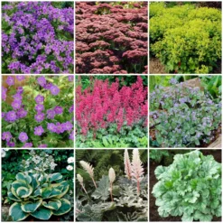 Best Ground Cover Plants | A Carpet Of Flowers