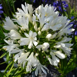 Stately Agapanthus Collection 10 Stately Agapanthus Collection -Cheap Sprout Bower Store PBO442 1 22713639 7afc 4ce6 b147 454abe74de37