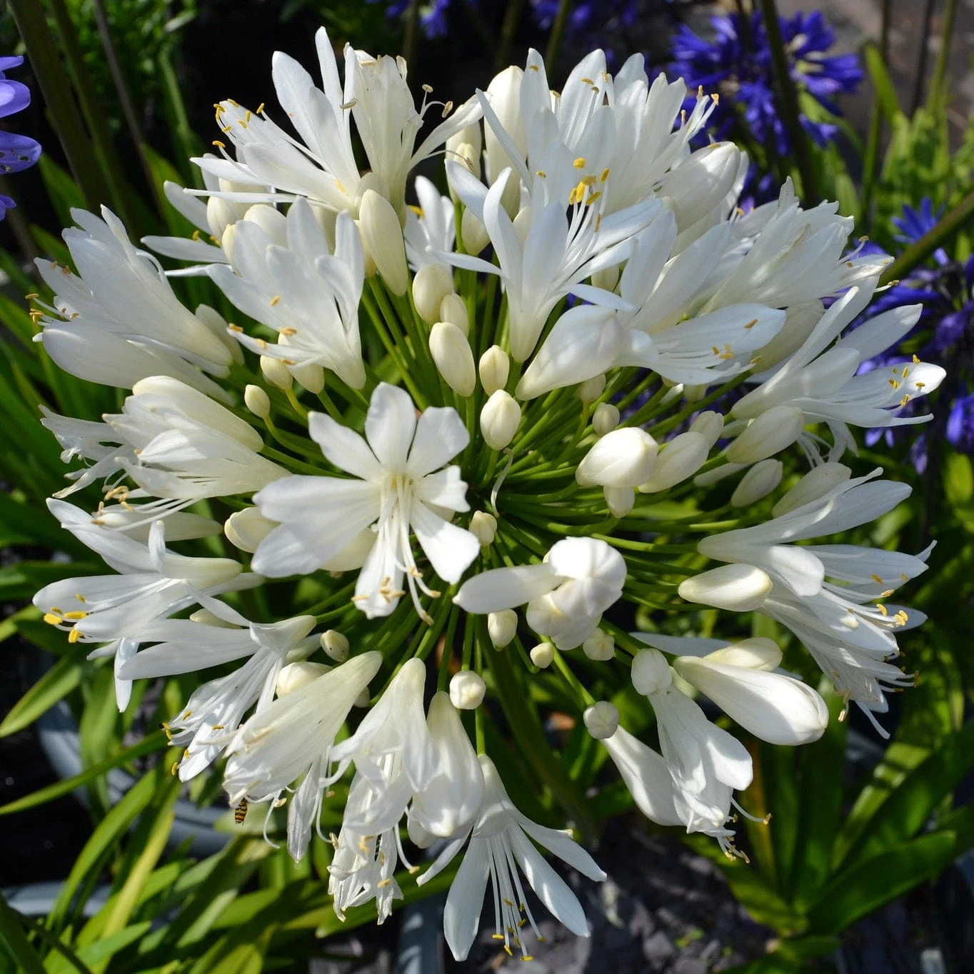 Stately Agapanthus Collection 5 Stately Agapanthus Collection - Image 5