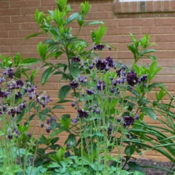 Aquilegia 'Black Barlow' 8 Aquilegia 'Black Barlow' -Cheap Sprout Bower Store PBO455 3
