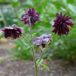 Aquilegia 'Black Barlow' 10 Aquilegia 'Black Barlow' -Cheap Sprout Bower Store PBO455 5