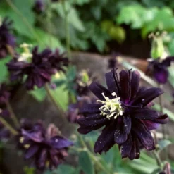 Aquilegia 'Black Barlow' 11 Aquilegia 'Black Barlow' -Cheap Sprout Bower Store PBO455 6