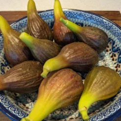 The 3 Best Fruits To Grow In Pots | Nectarine, Fig & Blueberry 11 The 3 Best Fruits To Grow In Pots | Nectarine, Fig & Blueberry -Cheap Sprout Bower Store PXL 20210725 093150100 900x 9245256d 3a6c 4ba0 8c55 8c2804cda3a9