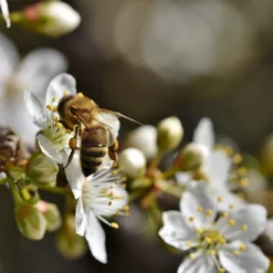 Mirabelle De Nancy Plum Tree 13 Mirabelle De Nancy Plum Tree -Cheap Sprout Bower Store Plum add2 47d931f1 40dd 4dd4 a8b0 96309db5773e