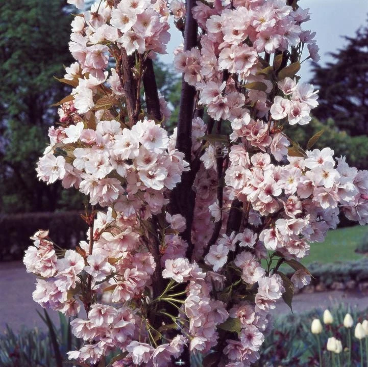 Flagpole Cherry Blossom Tree | Prunus Amanogawa 5 Flagpole Cherry Blossom Tree | Prunus Amanogawa - Image 5