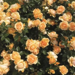 'Queen Bee' Floribunda Rose 8 'Queen Bee' Floribunda Rose -Cheap Sprout Bower Store Queen Bee 3