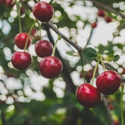 Cross-Pollinating Cherry Collection | Kordia, Merchant & Regina 11 Cross-Pollinating Cherry Collection | Kordia, Merchant & Regina -Cheap Sprout Bower Store Regina 2 69e12596 1ef8 469e b284 d98dde382b2c
