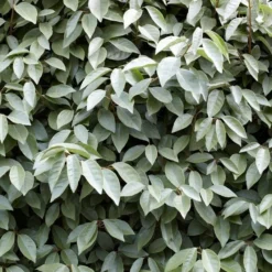 Best Flowering Evergreen Shrubs 6 Best Flowering Evergreen Shrubs -Cheap Sprout Bower Store SHR0031 4 b593e192 c8d2 42f0 b956 7ce0bb5bd358