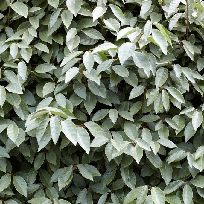 Best Flowering Evergreen Shrubs 3 Best Flowering Evergreen Shrubs - Image 3