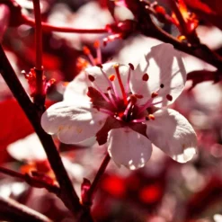 Photinia 'Red Robin' 17 Photinia 'Red Robin' -Cheap Sprout Bower Store SHR0054 1