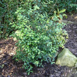 Best Evergreen Shrubs 8 Best Evergreen Shrubs -Cheap Sprout Bower Store SHR0058 1 7996062c 7e99 4022 894d ca68e24e645b
