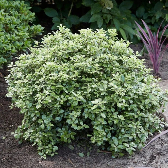 Pittosporum 'Silver Ball' 2 Pittosporum 'Silver Ball' - Image 2