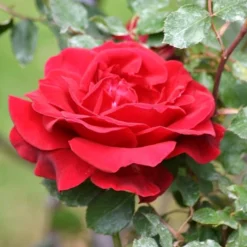 'Don Juan' Climbing Rose -Cheap Sprout Bower Store SHR0069 2