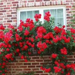 'Don Juan' Climbing Rose -Cheap Sprout Bower Store SHR0069 3