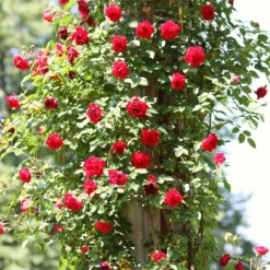 Repeat Flowering Climbing Rose Collection 10 Repeat Flowering Climbing Rose Collection -Cheap Sprout Bower Store SHR0069 4 9ae142bb fe7a 4856 a256 ba093ca98e65