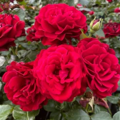 Shrub Rose Collection | Roses For The Border 10 Shrub Rose Collection | Roses For The Border -Cheap Sprout Bower Store SHR0070 1 eca00d9d b394 4ee5 a381 4f5d6f10092c scaled